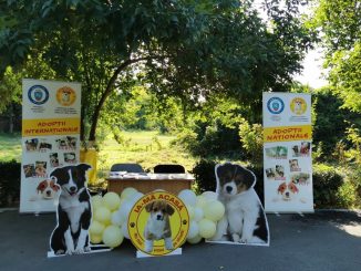 Locuitorii din Călărași, încurajați să adopte câini din adăpostul public. FOTO Serviciul pentru Gestionarea Câinilor fără Stăpân