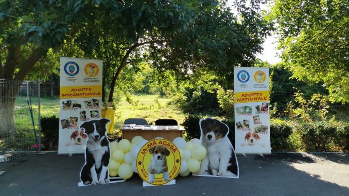 Locuitorii din Călărași, încurajați să adopte câini din adăpostul public. FOTO Serviciul pentru Gestionarea Câinilor fără Stăpân